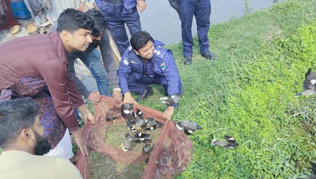 মোল্লাহাটে শিকারির ফাঁদে আটকে থাকা ১২শ পাখি অবমুক্ত