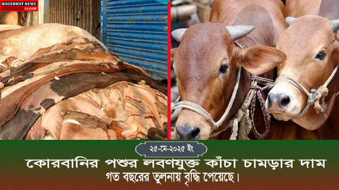 ২০২৫ সালের ঈদুল আজহা উপলক্ষে কোরবানির পশুর লবণযুক্ত কাঁচা চামড়ার দাম গত বছরের তুলনায় বৃদ্ধি পেয়েছে।