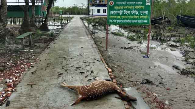 সুন্দরবনে জলোচ্ছ্বাসে ডুবেছে মিস্টি পানির পাঁচ পুকুর, দুটি হরিণের মরদেহ উদ্ধার