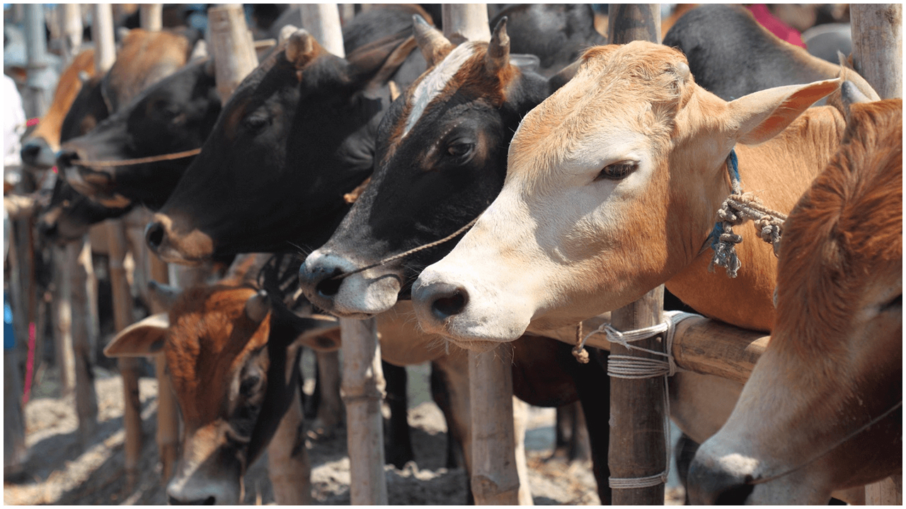 কাতারে ঈদুল আজহা উপলক্ষে পাঁচদিনের ছুটি, চাঁদ দেখার পর মিলবে ঈদের তারিখ