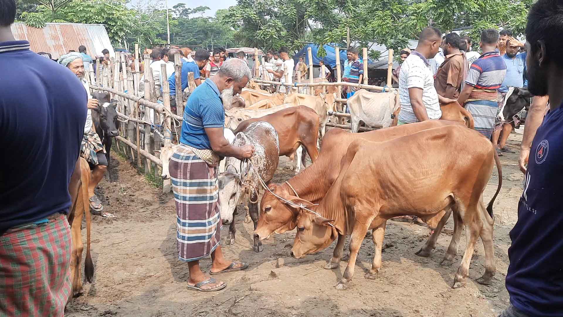 বাগেরহাটে পশুর হাটে অতিরিক্ত খাজনা আদায়, ইজারাদারকে জরিমানা
